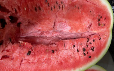 Hollow Heart Watermelons – Are They OK to Eat