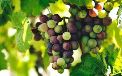 Why Italy has the Perfect Grape-Growing Climate