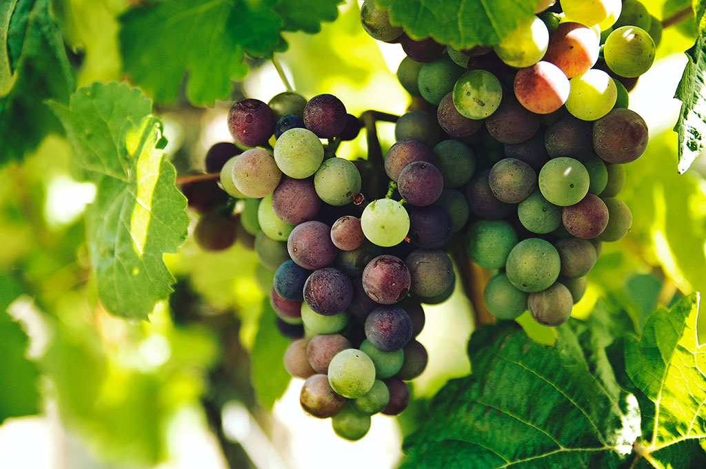 Grow wine grapes best sale