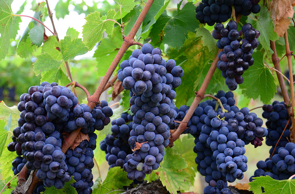 Buy Italian Wine Grapes in London