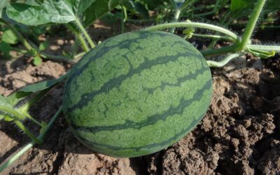 The Key Growth Stages of Watermelons