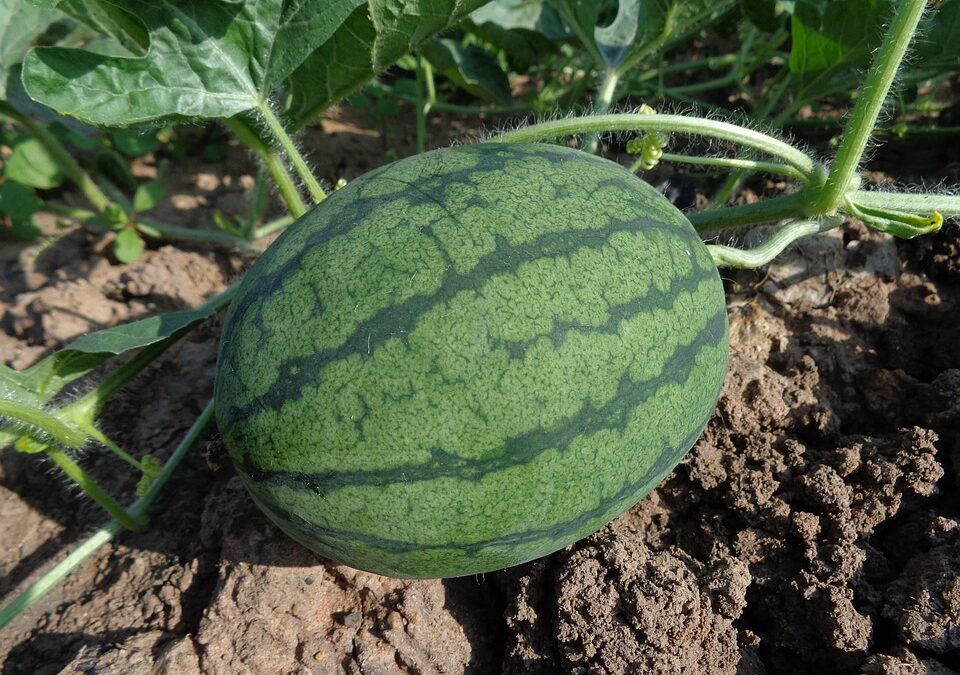 The Key Growth Stages of Watermelons