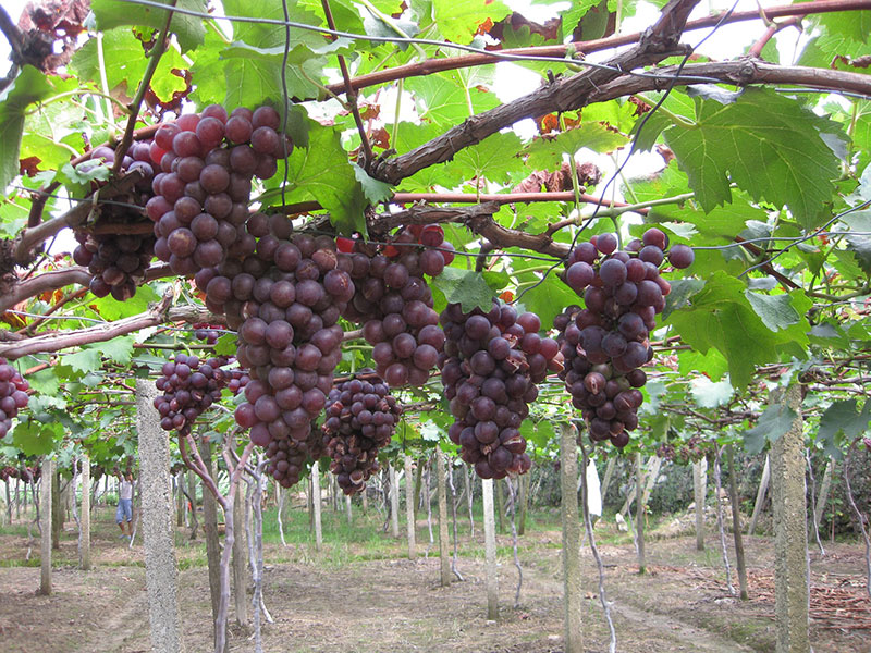 Sangiovese Grapes 
