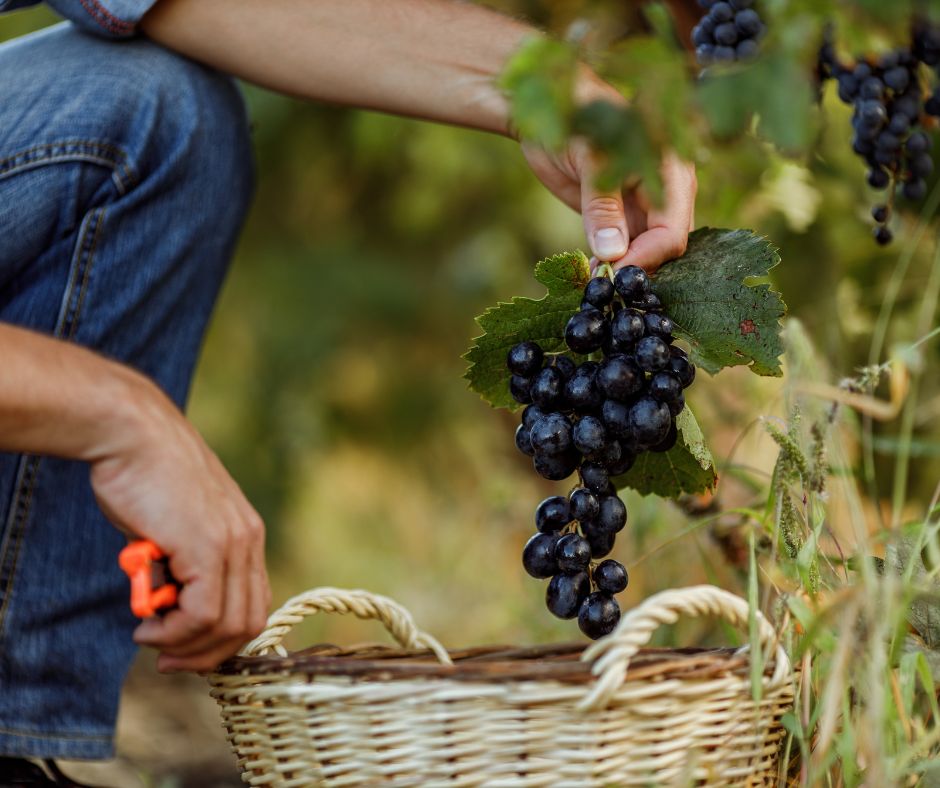 Benefits of homemade wine - preservative free goodness organic wines
