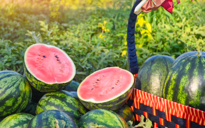 15 Astonishing Fun Facts About Watermelons You Didn’t Know