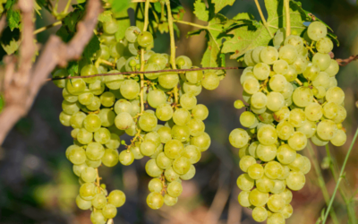 The Ultimate Guide to Trebbiano Grapes
