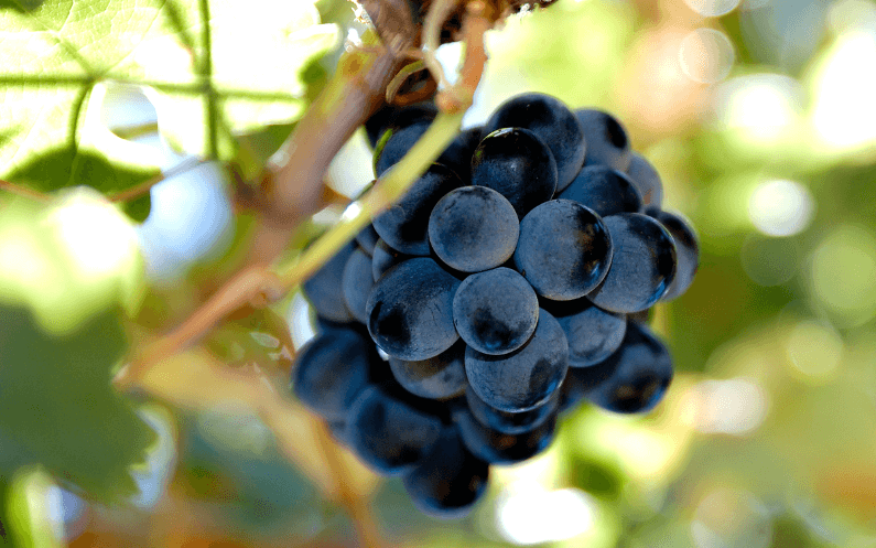 Shiraz Grapes