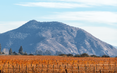 Climate Change Could Make 70% of Global Wine Regions Unsuitable for Grape Growing