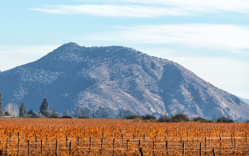 the effects of climate change on wine grapes