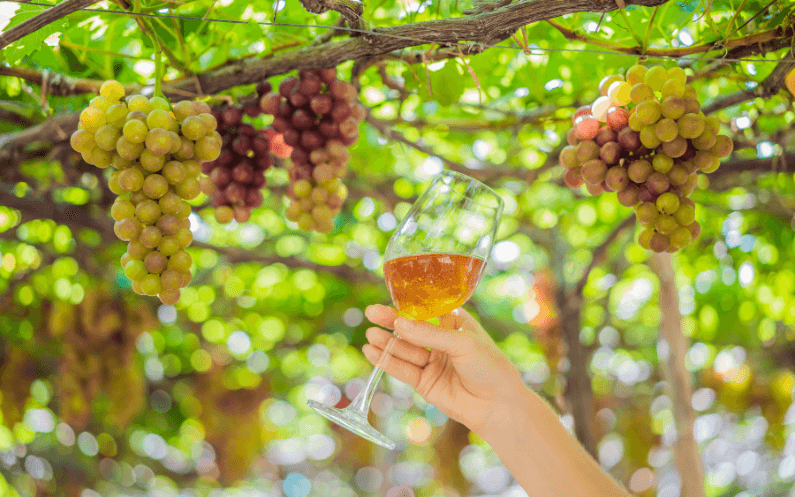 Hybrid wine grapes growing in a vineyard